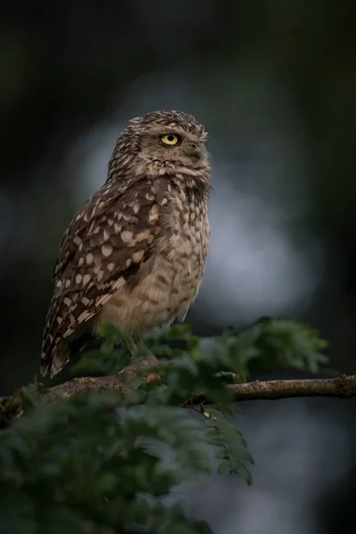 Nahaufnahme Der Niedlichen Erdkauz Athene Cunicularia — Stockfoto