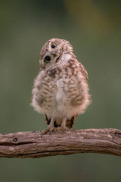 Забавный Сова Athene Cunicularia Наклоняет Голову Любопытство Замечает Фотографа Делающего — стоковое фото