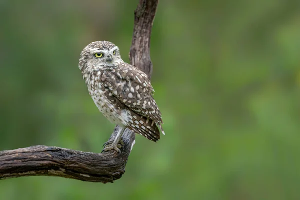 Close Bonito Coruja Burrowing Athene Cunicularia — Fotografia de Stock