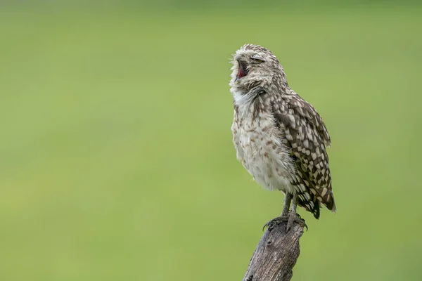 Burrowing Owl Athene Cunicularia Noord Brabant Países Bajos — Foto de Stock