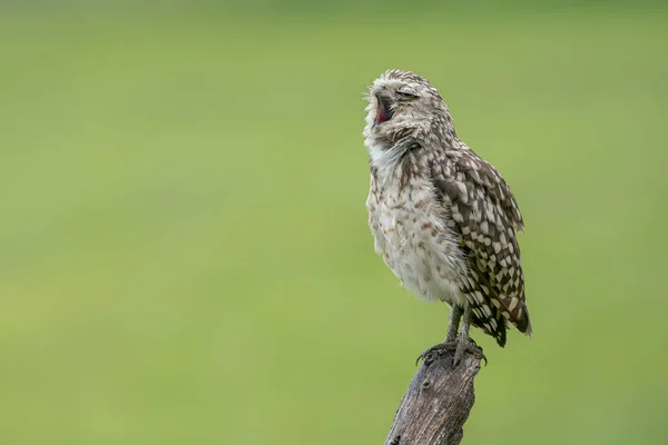 Coruja Mato Athene Cunicularia Brabante Norte Países Baixos — Fotografia de Stock