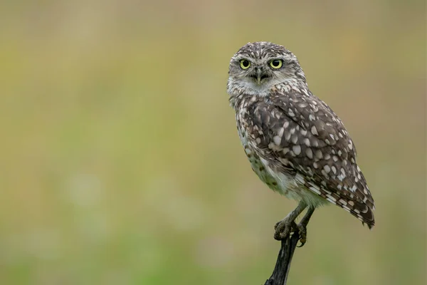 Burrowing Owl Athene Cunicularia Noord Brabant Países Bajos —  Fotos de Stock