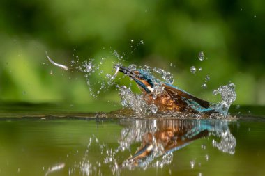 Ortak Avrupa Kingfisher (Alcedo at this). Kingfisher, yeşil arka planda gagalı balık avıyla sudan çıktıktan sonra uçuyor. Kingfisher küçük bir balık yakaladı.