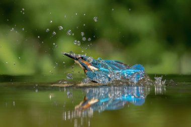 Ortak Avrupa Kingfisher (Alcedo at this). Kingfisher, yeşil arka planda gagalı balık avıyla sudan çıktıktan sonra uçuyor. Kingfisher küçük bir balık yakaladı.