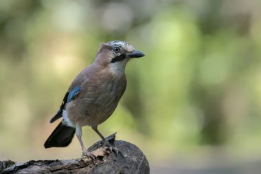 Hollanda 'nın Overijssel ormanında Avrasyalı Jay (Garrulus glandarius). Boşluğu kopyala.