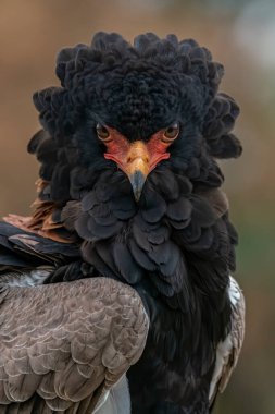 Güzel bir Bateleur Kartalının (Terathopius ekaudatus) ön manzara portresi). 