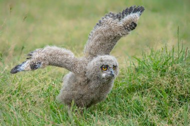 Genç ve güzel bir Avrupalı Kartal Baykuşu (Bubo bubo) otların üzerinde oturuyor. Hollanda 'daki Gelderland. Yeşil arkaplan.