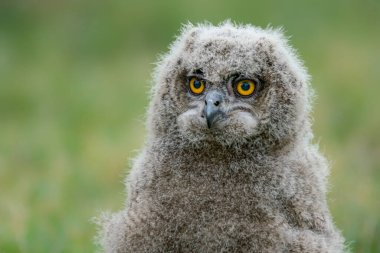 Genç ve güzel bir Avrupalı Kartal Baykuşu (Bubo bubo) otların üzerinde oturuyor. Hollanda 'daki Gelderland. Yeşil arkaplan.