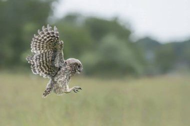 Küçük baykuş (Athene noctua) inişe hazırlanıyor. Kanatlar açılsın. Hollanda 'da. Kopya alanı olan bir arkaplan. Kanatlar açılıyor