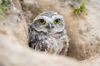 Kazıcı Baykuş (Athene cunicularia) yerde duruyor. Yuva deliğinde oturan oyuk Baykuşu. Yuvayı koruyan baykuş yuvası.
