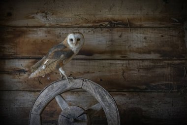 Şirin ve Güzel Ahır Baykuşu (Tyto alba) eski bir ahırda. Hollanda 'da. Ahşap arkaplan.