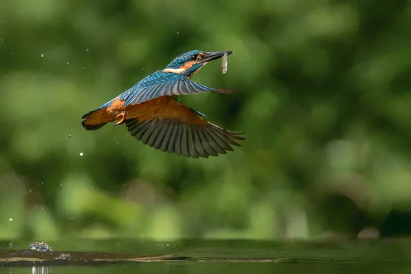 Common European Kingfisher Alcedo Atthis Dalam Bahasa Inggris Kingfisher Terbang — Stok Foto