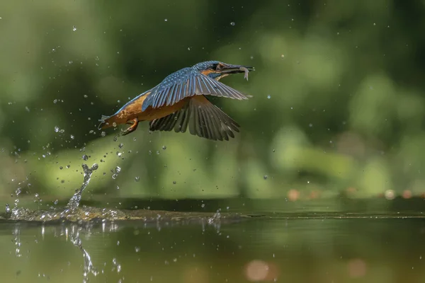 Κοινός Ευρωπαίος Βασιλεύς Alcedo Kingfisher Που Φέρουν Μετά Την Έξοδο — Φωτογραφία Αρχείου