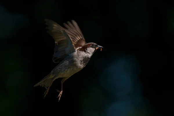 Casa Bonita Sparrow Macho Passer Domesticus Voando Fundo Bokeh Escuro — Fotografia de Stock