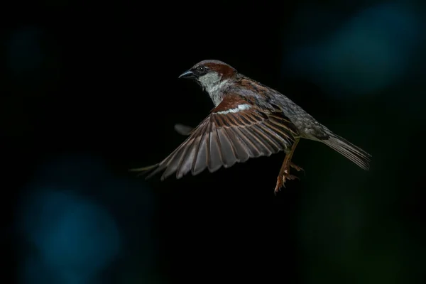 Beautiful House Sparrow Male Passer Domesticus Flying Dark Blue Bokeh — Stock Photo, Image