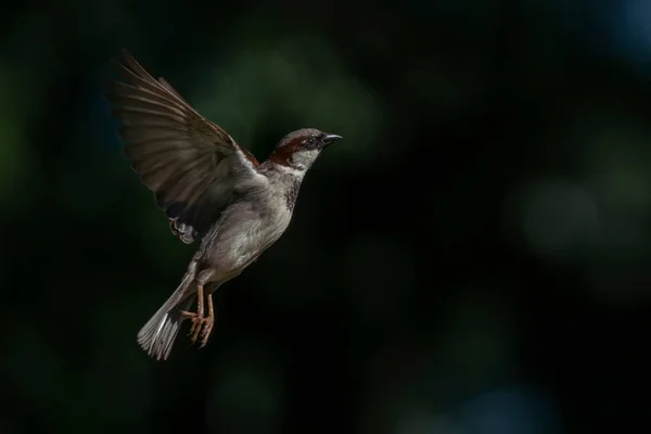 Beau Moineau Domestique Mâle Passer Domesticus Volant Sur Fond Bokeh — Photo