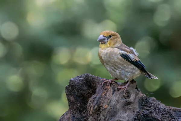Bellissimo Hawfinch Coccothraustes Coccothraustes Nella Foresta Del Brabante Del Nord — Foto Stock