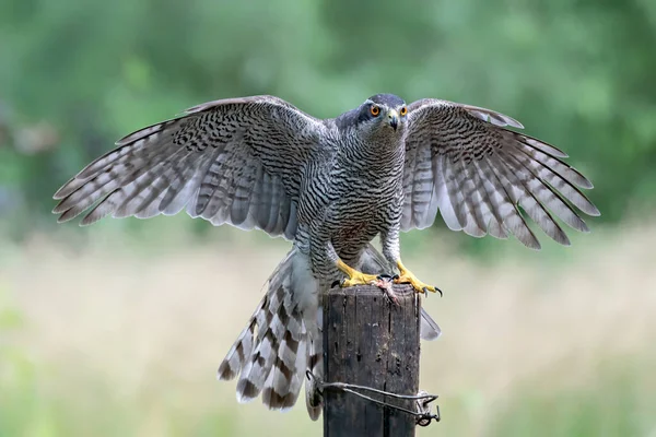 Egy Gyönyörű Közönséges Keselyű Buteo Buteo Noord Brabant Hollandiában — Stock Fotó