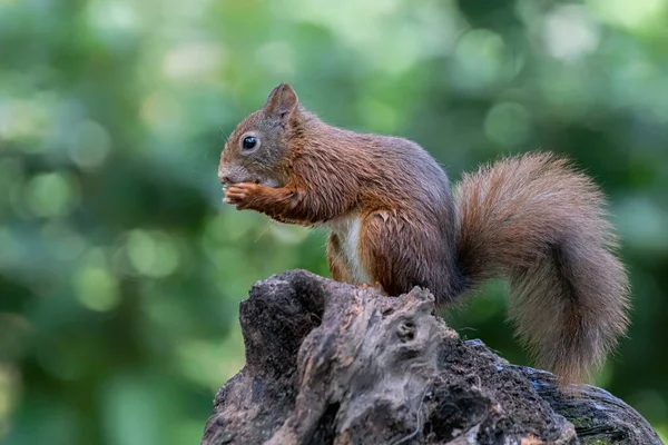 Cute Red Squirrel Sciurus Vulgaris Lesie Pokryte Kolorowe Liście Grzyby — Zdjęcie stockowe