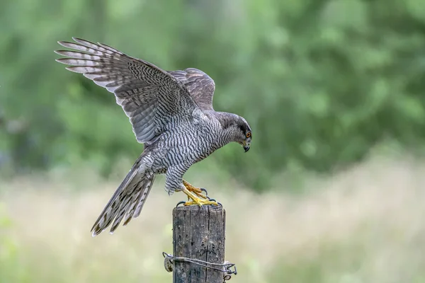 Egy Gyönyörű Közönséges Keselyű Buteo Buteo Noord Brabant Hollandiában — Stock Fotó