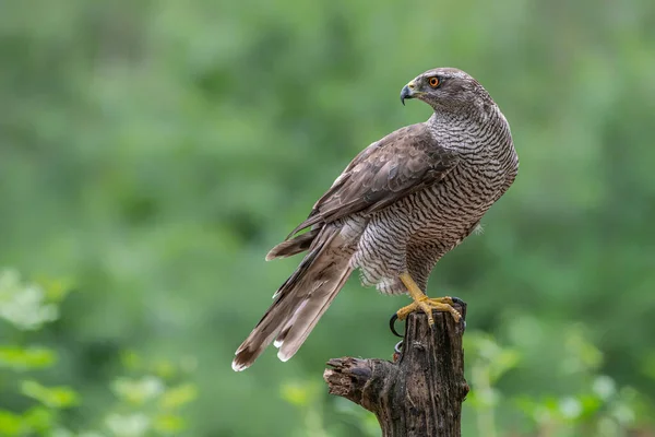 Una Bella Poiana Comune Buteo Buteo Brabante Del Nord Nei — Foto Stock