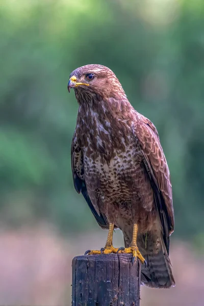 Krásný Společný Buzzard Buteo Buteo Noord Brabant Nizozemsku — Stock fotografie