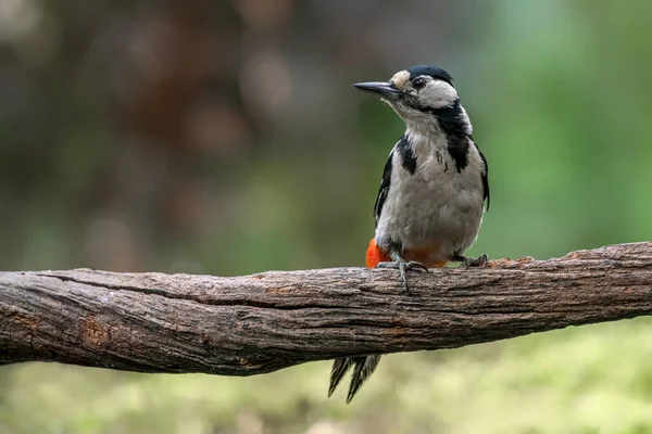 Grande Pica Pau Manchado Dendrocopos Major Uma Árvore Floresta Noord — Fotografia de Stock