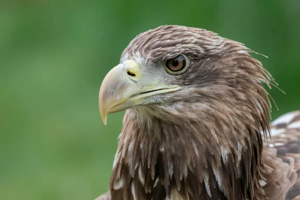 Πορτραίτο Ενός Όμορφου Λευκού Ουραλού Haliaeetus Albicilla Θηλαστικά Πουλιά Θαλάσσιος — Φωτογραφία Αρχείου