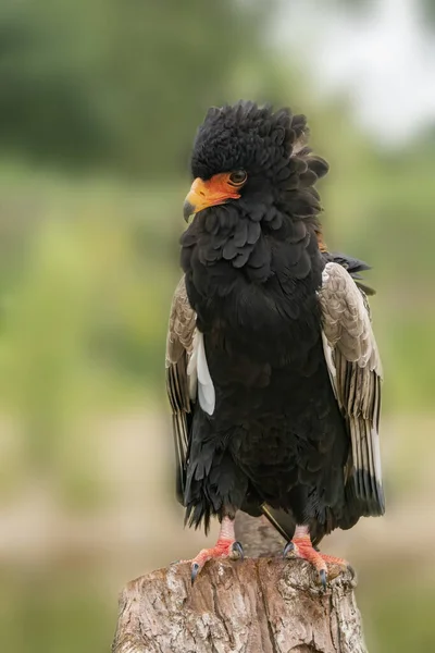 美丽的巴特鲁尔鹰 Terathopius Ecaudatus 的前视图肖像 — 图库照片