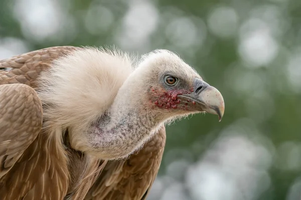 Portrait Griffon Vulture Gyps Fulvus Green Bokeh Background Portrait Scavenger — Φωτογραφία Αρχείου