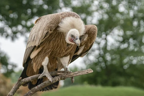 Portrait of a Griffon vulture (Gyps fulvus). Green bokeh background. Portrait of a scavenger.