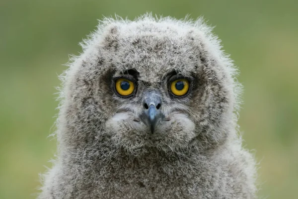 Hermoso Joven Joven Europeo Búho Águila Bubo Bubo Sentado Las — Foto de Stock