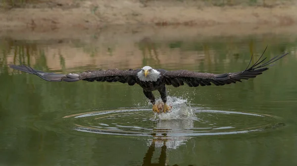 Beautiful Majestic Bald Eagle American Eagle — Zdjęcie stockowe