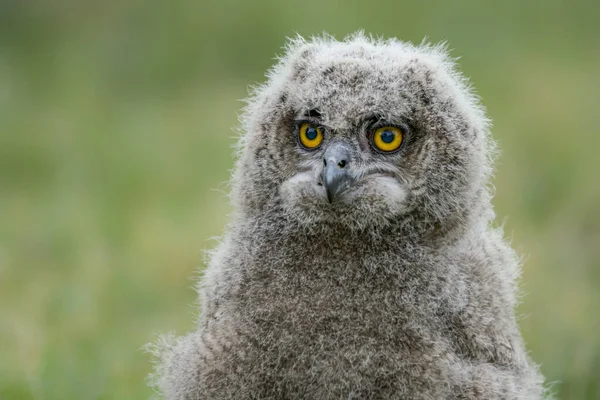 Belo Juvenil Jovem European Eagle Owl Bubo Bubo Sentado Gramíneas — Fotografia de Stock