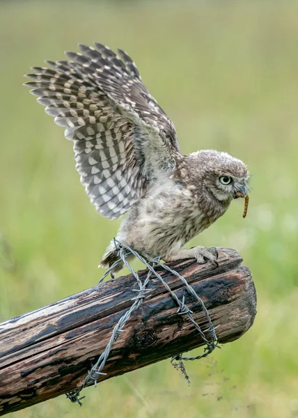 Krásná Sova Athéna Noctua Sedí Kůlu Plotu Pastvině Hledá Kořist — Stock fotografie