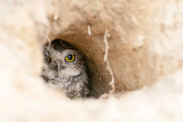 นกฮ กไหม Athene Cunicularia นอย บนพ งนกฮ งอย ในหล เผานกฮ — ภาพถ่ายสต็อก