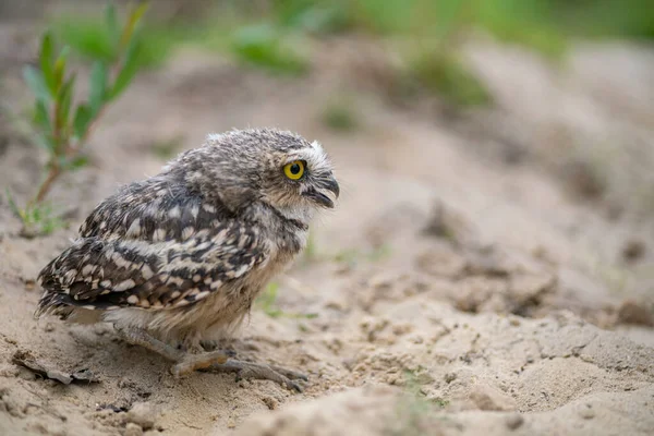 Burrowing Owl Athene Cunicularia Stojící Zemi Hnízdící Sova Sedí Hnízdě — Stock fotografie