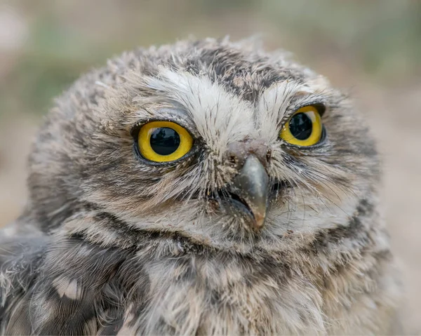 Retrato Una Hermosa Lechuza Athene Cunicularia — Foto de Stock