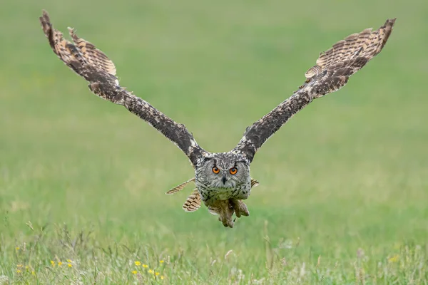 Hermoso Enorme Búho Águila Europea Bubo Bubo Volando Bajo Sobre — Foto de Stock