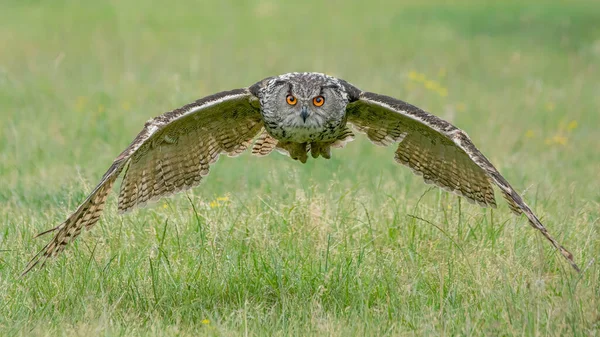 Beautiful Huge European Eagle Owl Bubo Bubo Flying Low Fields — Stock Photo, Image