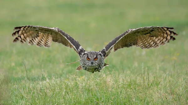 Vacker Enorm Europeisk Örnuggla Bubo Bubo Som Flyger Lågt Över — Stockfoto