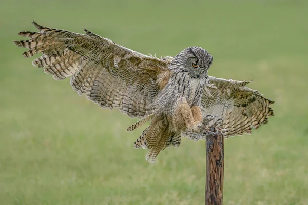 Landing of a Eurasian Eagle-Owl (Bubo bubo)  reaching out to perch on branch. In the Netherlands.