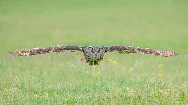 Uma Linda Enorme Coruja Águia Europeia Bubo Bubo Voando Baixo — Fotografia de Stock
