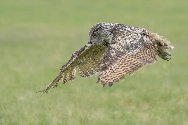 A beautiful, huge European Eagle Owl (Bubo bubo) flying low over fields in the Netherlands. Flying straight to the camera.
