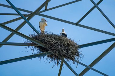 Bir grup beyaz leylek (Ciconia ciconia) yuvalarını alışılmadık bir yere kurarlar. Beyaz leylekler evlerini Hollanda 'nın Hurwenen köyündeki elektrik direğine kurdular..  
