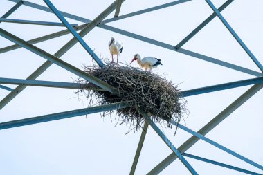 Bir grup beyaz leylek (Ciconia ciconia) yuvalarını alışılmadık bir yere kurarlar. Beyaz leylekler evlerini Hollanda 'nın Hurwenen köyündeki elektrik direğine kurdular..  