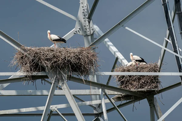 Group White Storks Ciconia Ciconia Make Nests Unusual Spot White — Stock Photo, Image