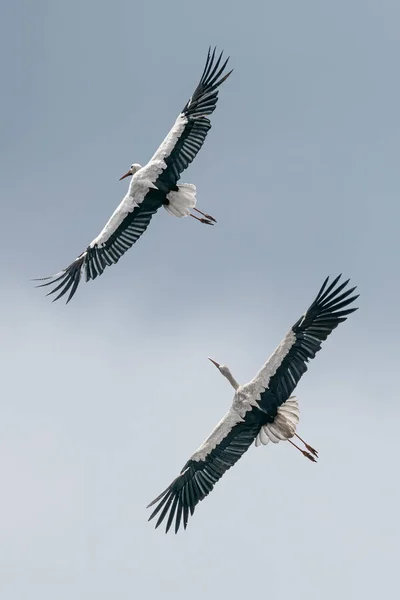 Duas Cegonhas Brancas Ciconia Ciconia Voando Com Asas Amplamente Espalhadas — Fotografia de Stock