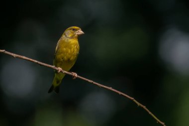 European greenfinch (Chloris chloris) sitting on abranch in the forest of Noord Brabant in the Netherlands .