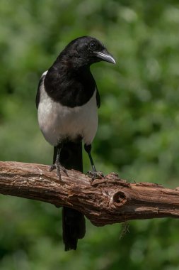 Black-billed Magpie (Pica pica) on a branch.